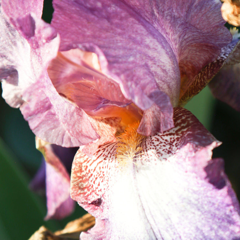 Closeup of flower Iris Wine Festival