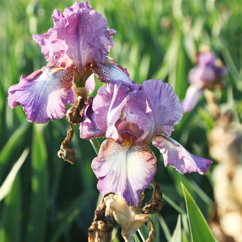Multiple flowers - Reblooming Bearded Iris Wine Festival