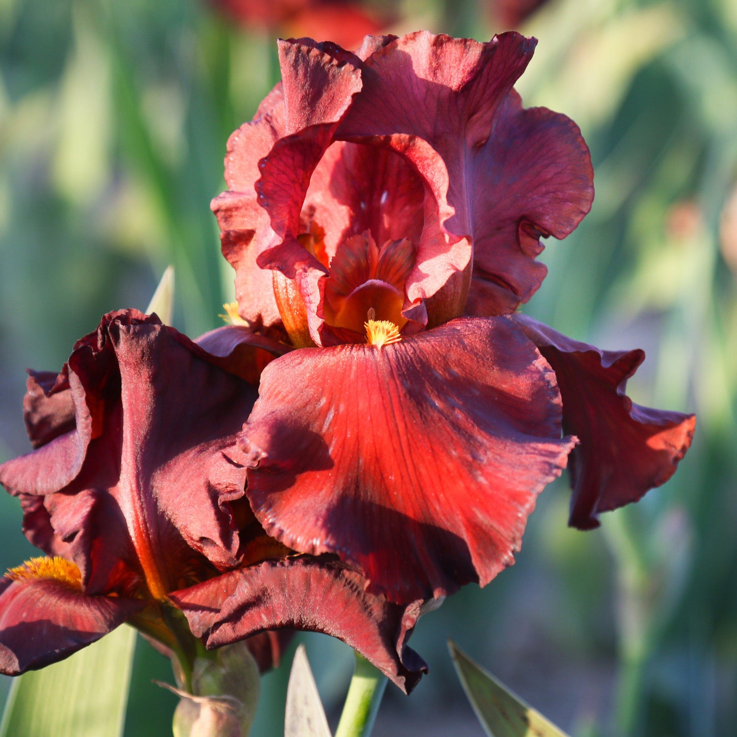 Velvet red petals of Iris War Chief