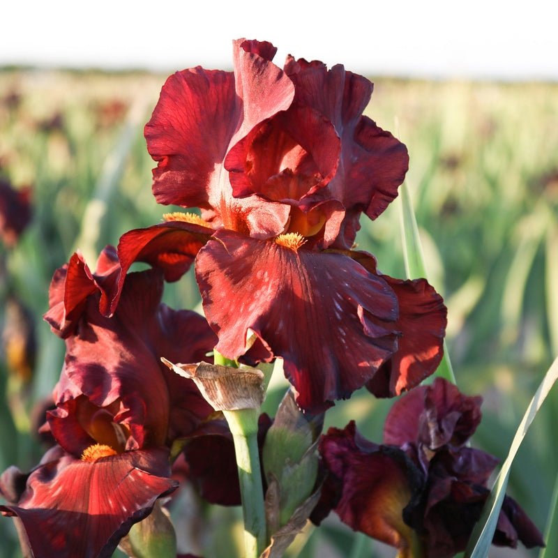 Sunlight streaming through Reblooming Bearded Iris War Chief flowers