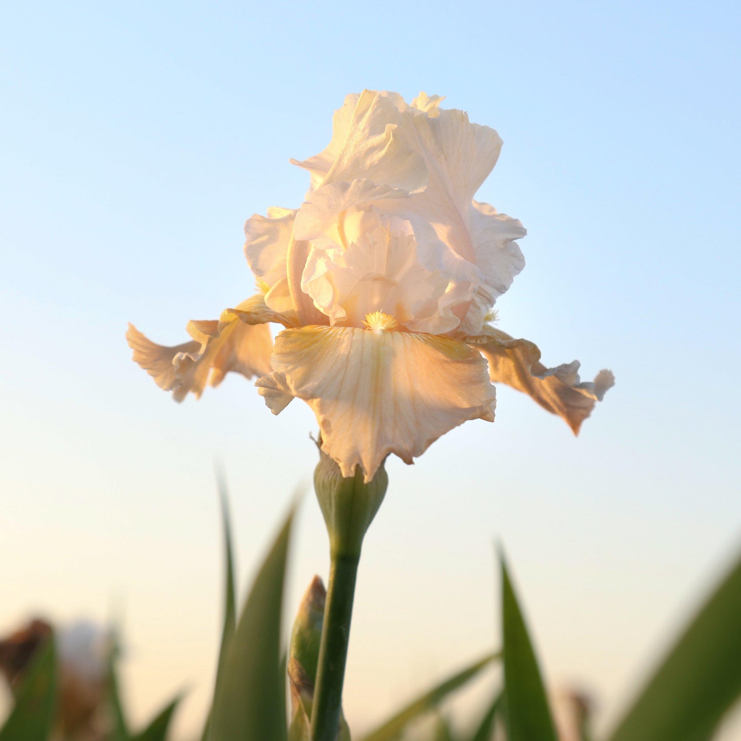 Champagne Elegance Iris at Sunset