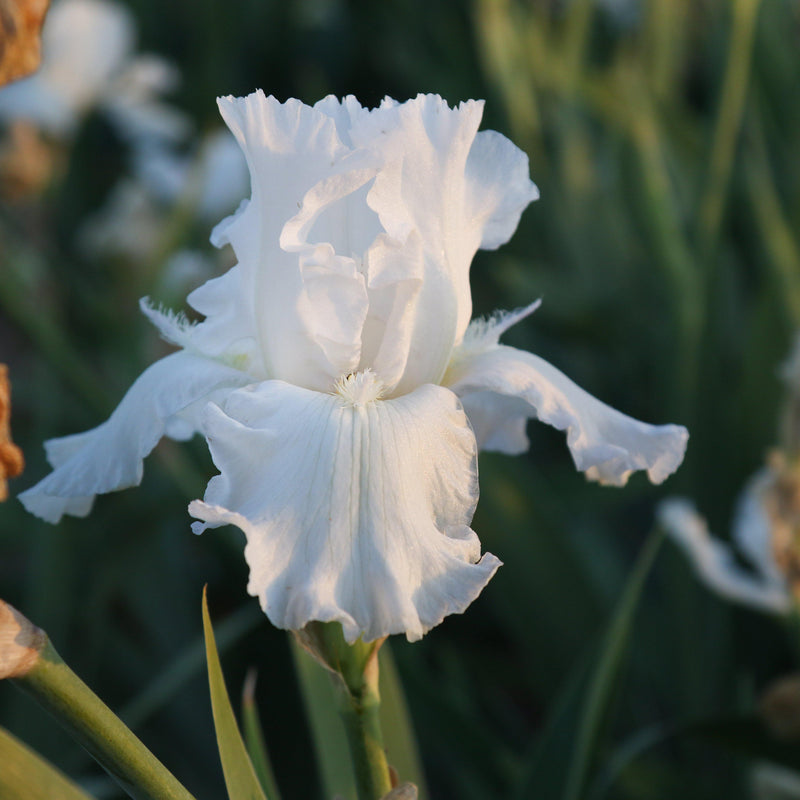 Pure White Reblooming Bearded Iris Mesmerizer