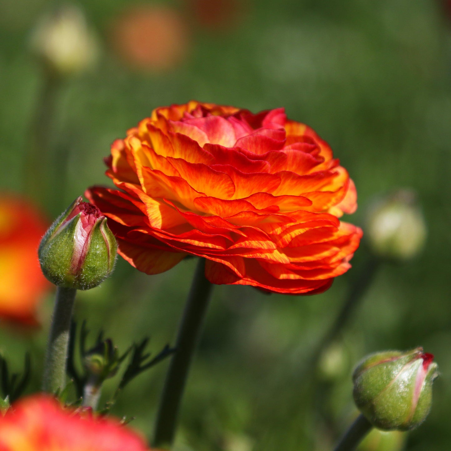 Flowers of Ranunculus Flamenco