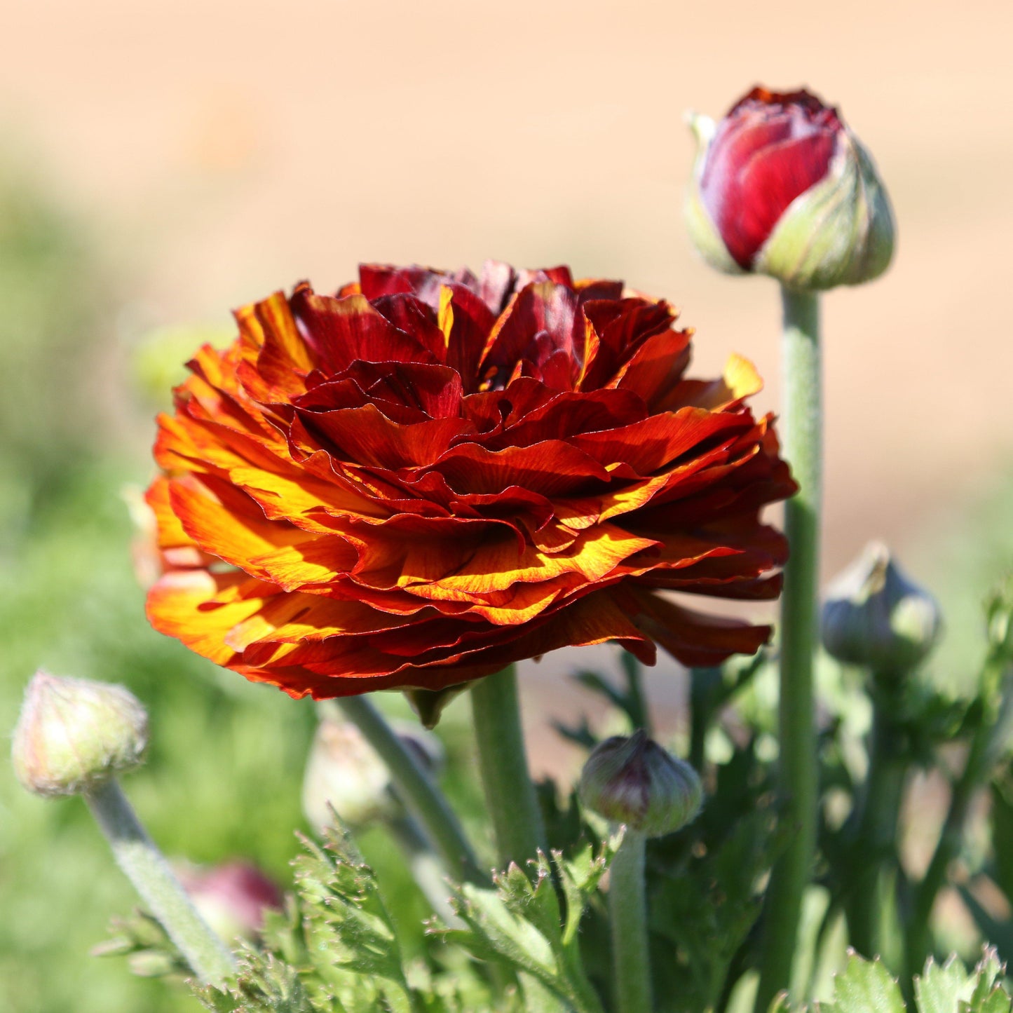 Ranunculus Café Blooms