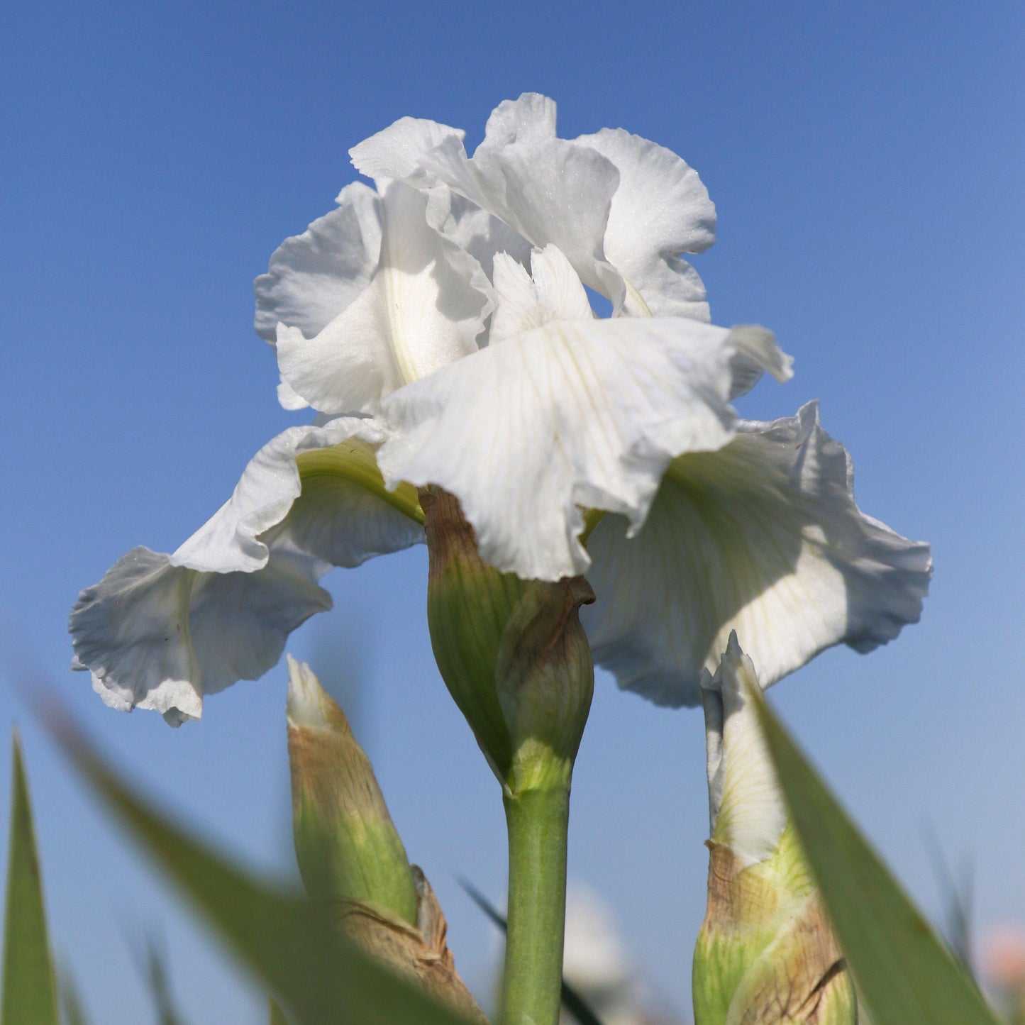 Side View of White Reblooming Bearded Iris Immortality