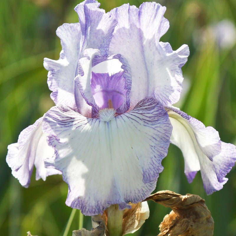 Closeup of Purple and White Reblooming Bearded Iris Earl of Essex