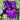 Closeup of Purple Reblooming Bearded Iris Rosalie Figge 