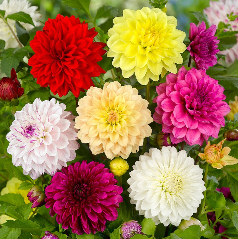 dahlia plants in pots for sale Dahlia