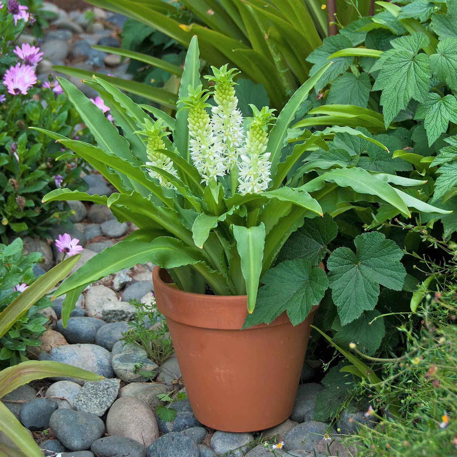 A Pot Full of "Maui" Pineapple Lilies