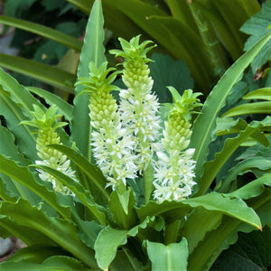 Tropical Blooms of the "Maui" Pineapple Lily
