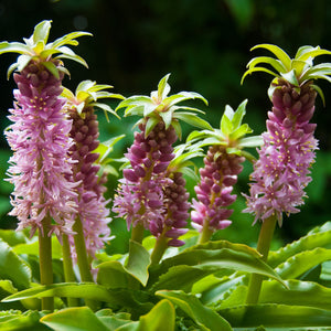 Whimsical Pink Blooms of the "Nani" Pineapple Lily
