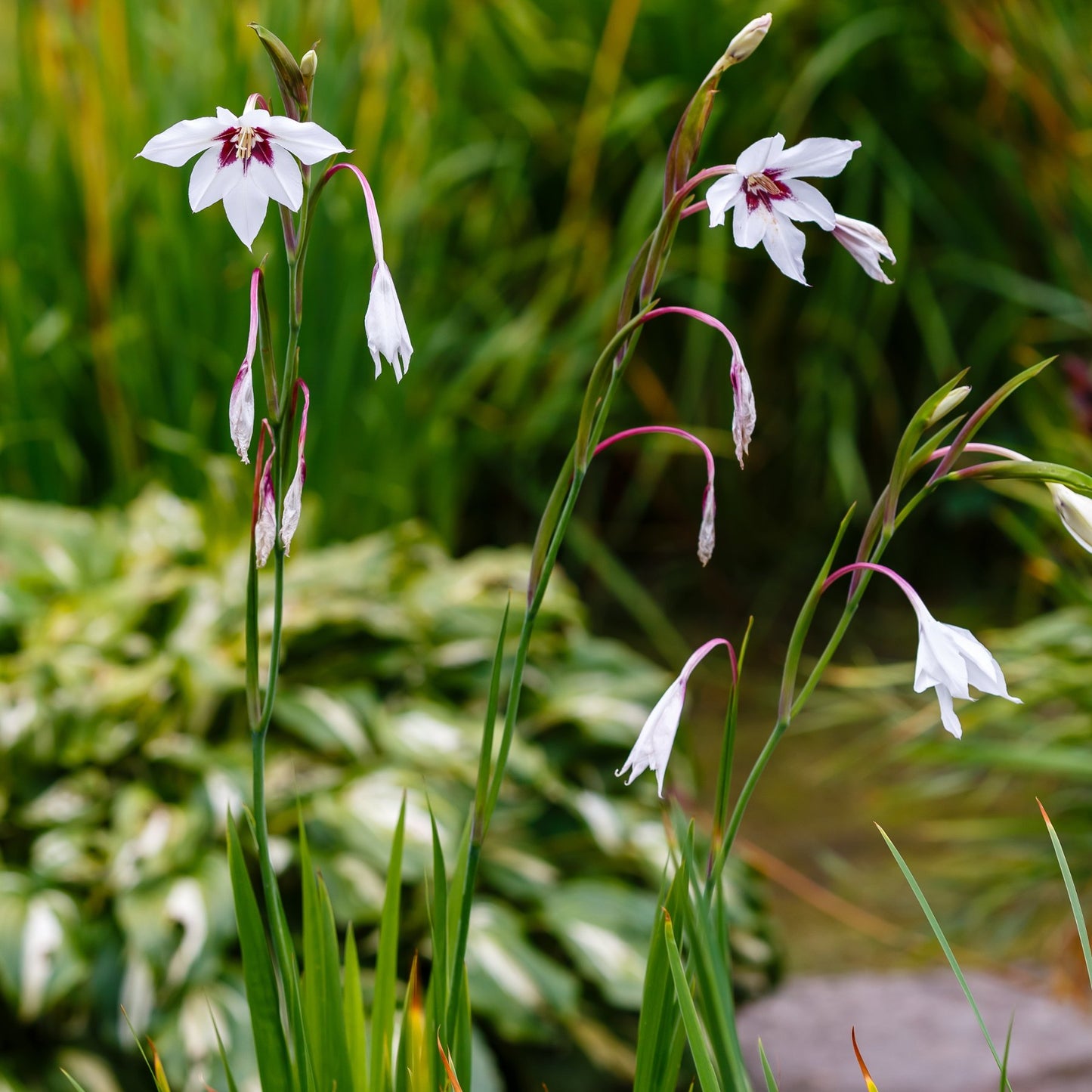 purple and white Acidanthera peacock orchid blooms in garden
