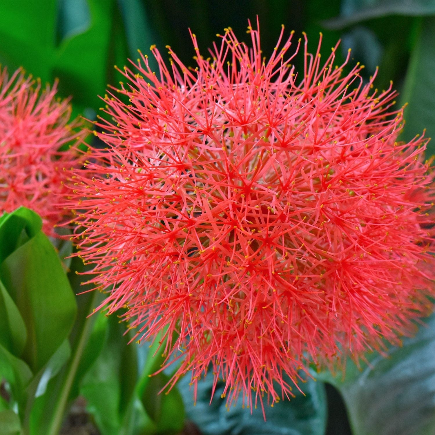globe lily flower African Blood Lily