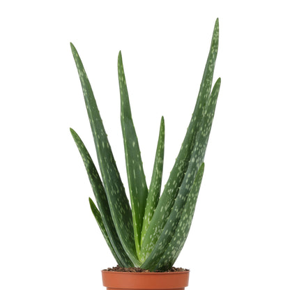Potted Aloe Vera for Sale Online