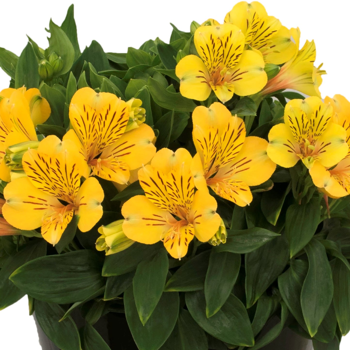 Alstroemeria - Inca Gold Rush 2 Pack