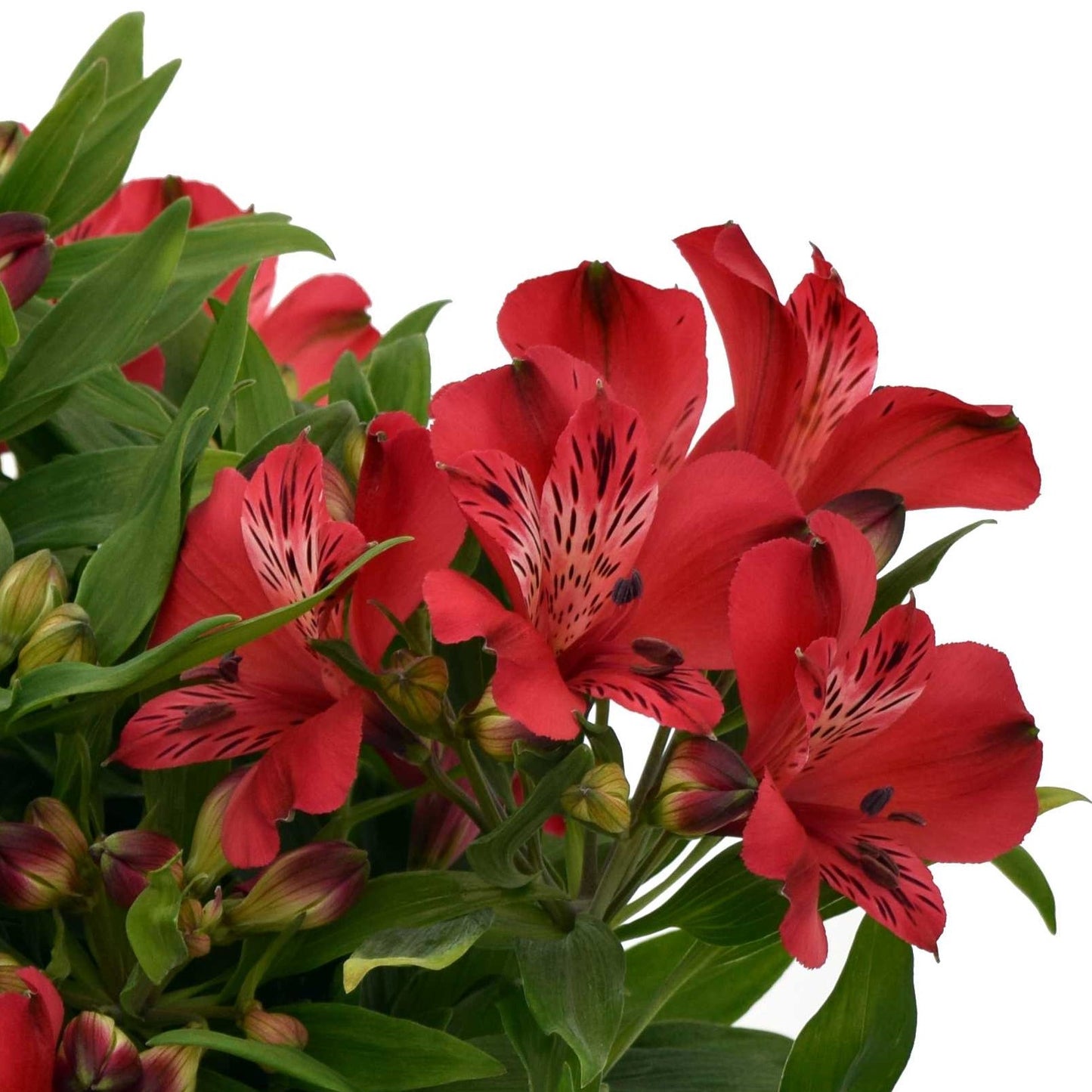 Alstroemeria - Inca Lolly 2 Pack
