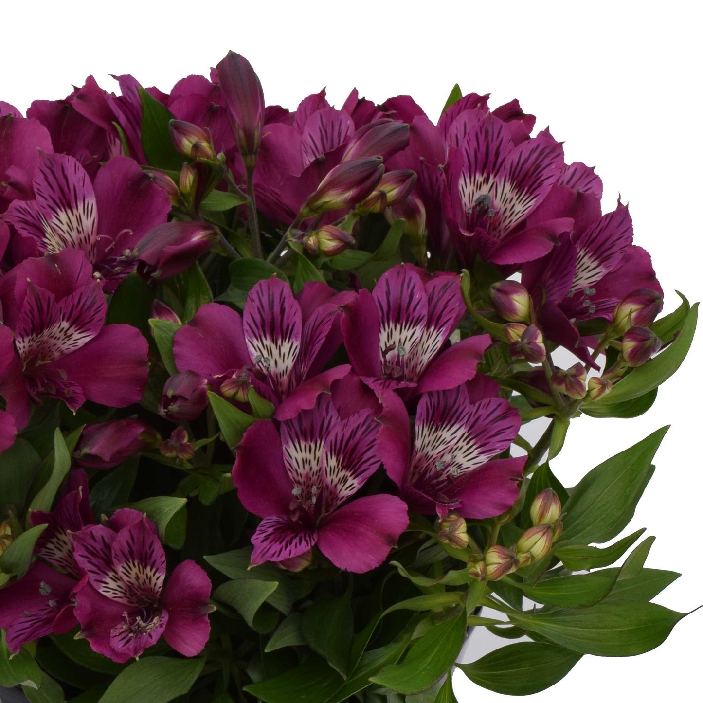 Alstroemeria - Inca Noble 2 Pack