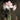 Bloom stalk of Amaryllis Aphrodite