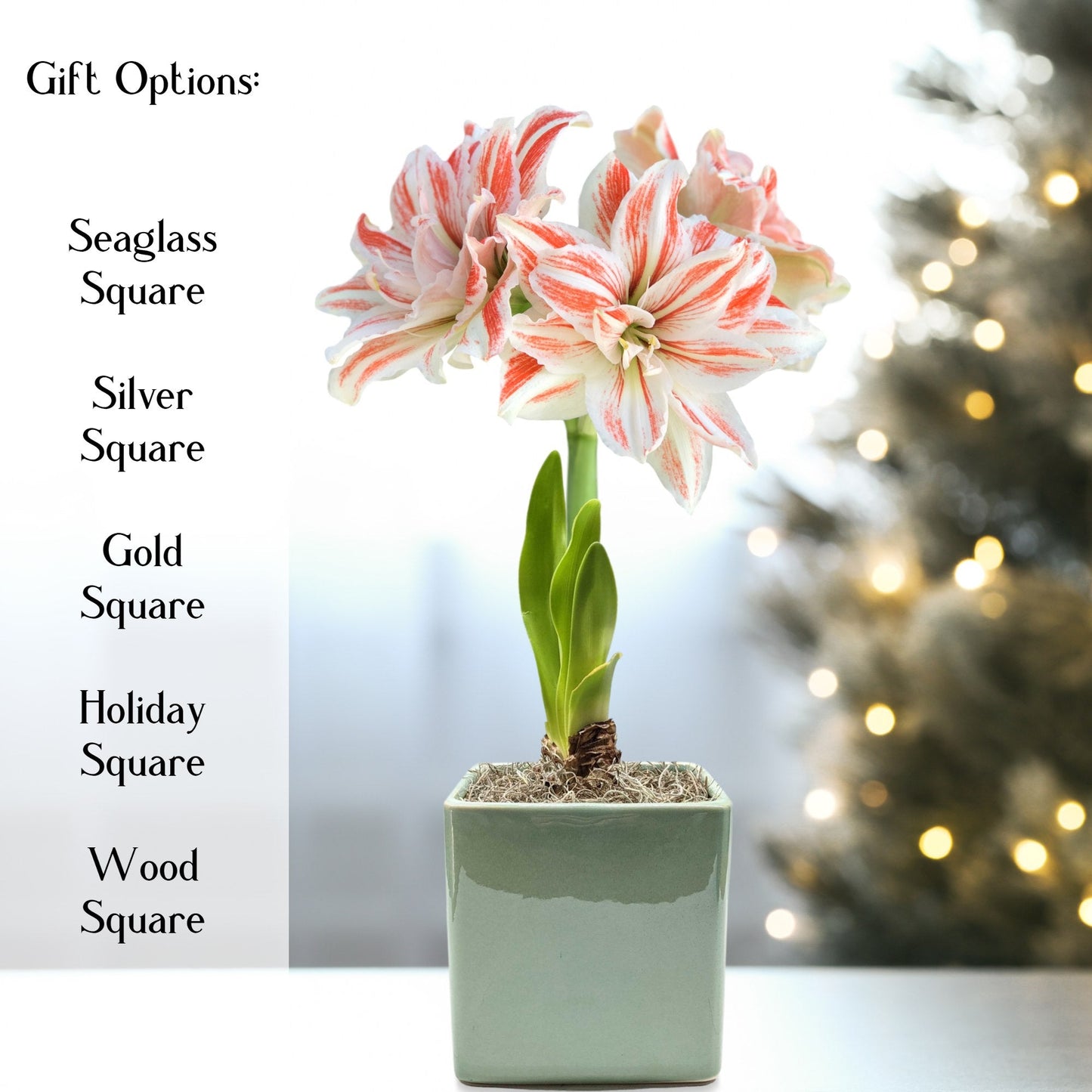 Salmon & White Amaryllis Dancing Queen Gift