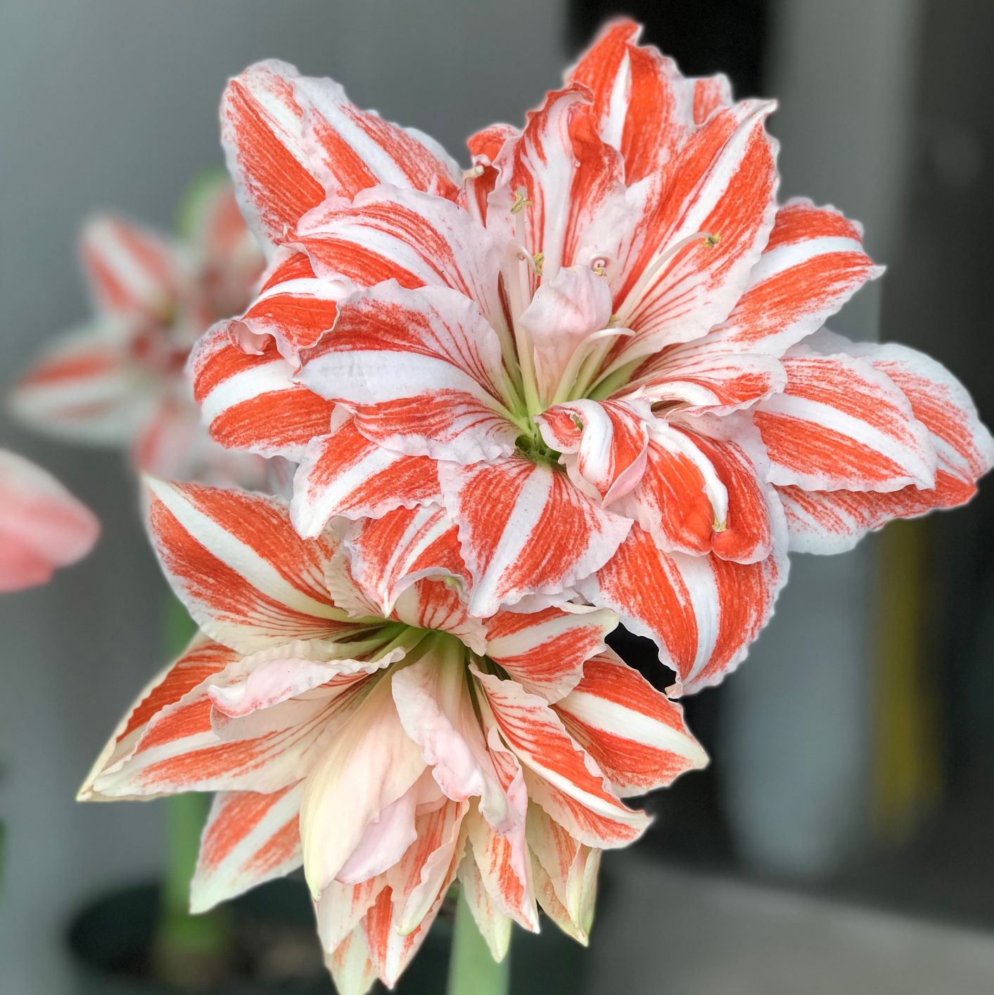 dancing lily flower Amaryllis