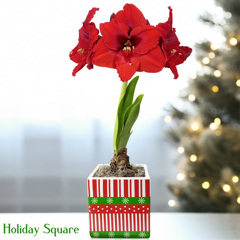 Amaryllis Ferrari Red blooming in a holiday square