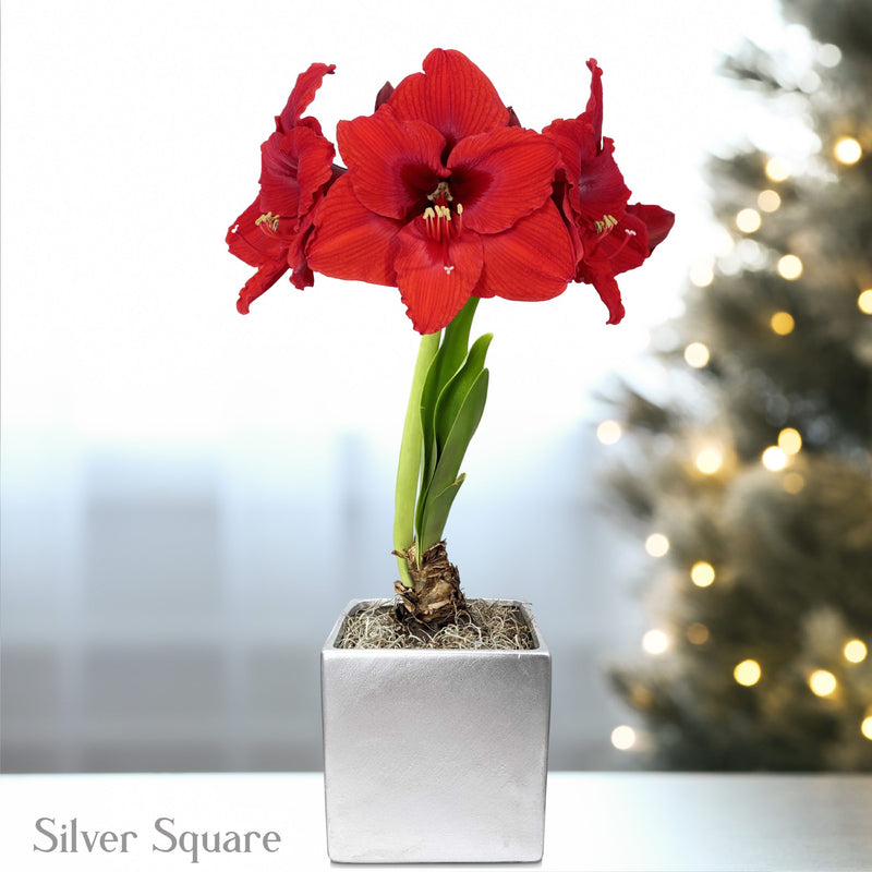 Amaryllis Ferrari Red in a silver square