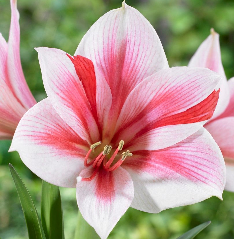 Pink Amaryllis Bulbs For Sale Online