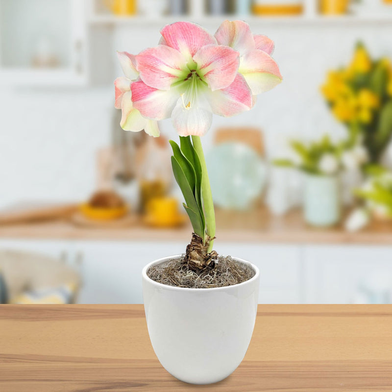 Pink & White Amaryllis Apple Blossom in a White Pot