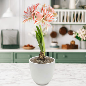 salmon and white amaryllis dancing queen in a white pot