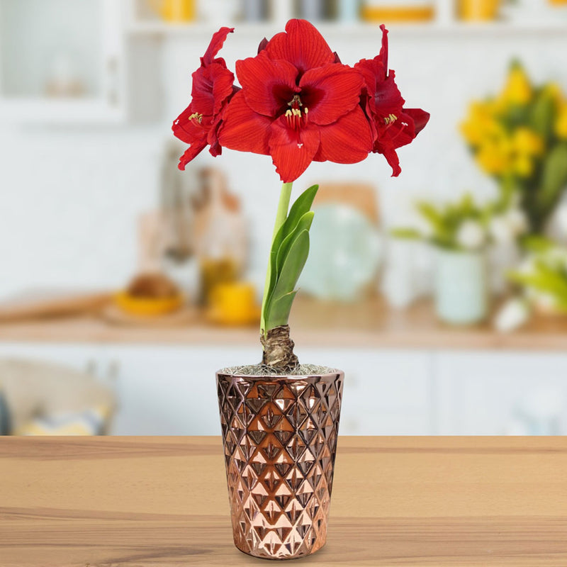 red amaryllis in a rose gold vase