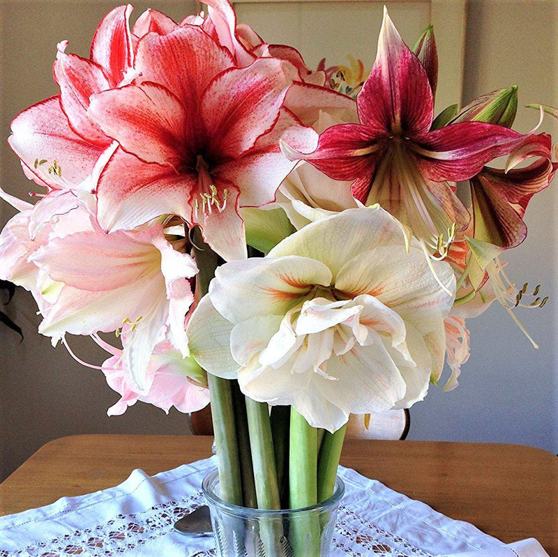 Pink, Red, and White Cut Amaryllis Bouquet