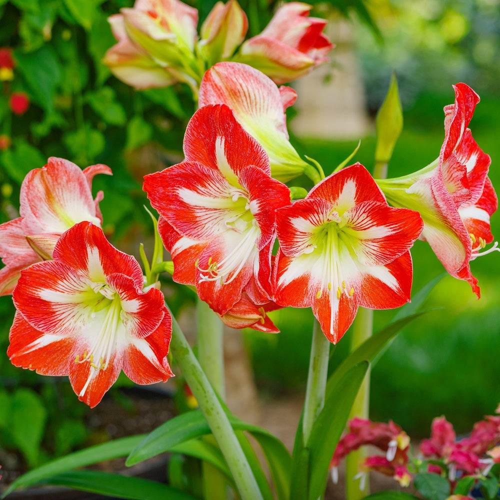 lily red and white Amaryllis