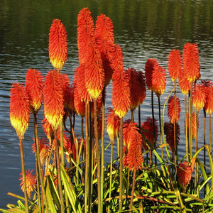 red and yellow kniphofia blooms