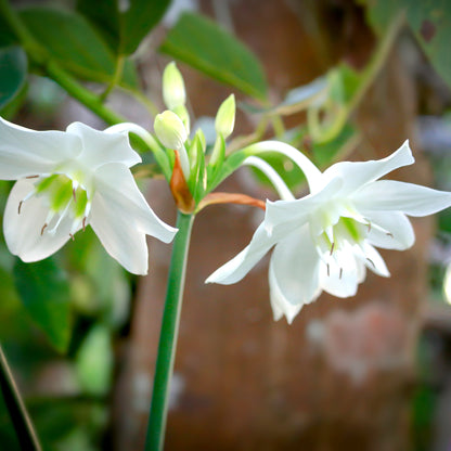 white amazon lily blooms