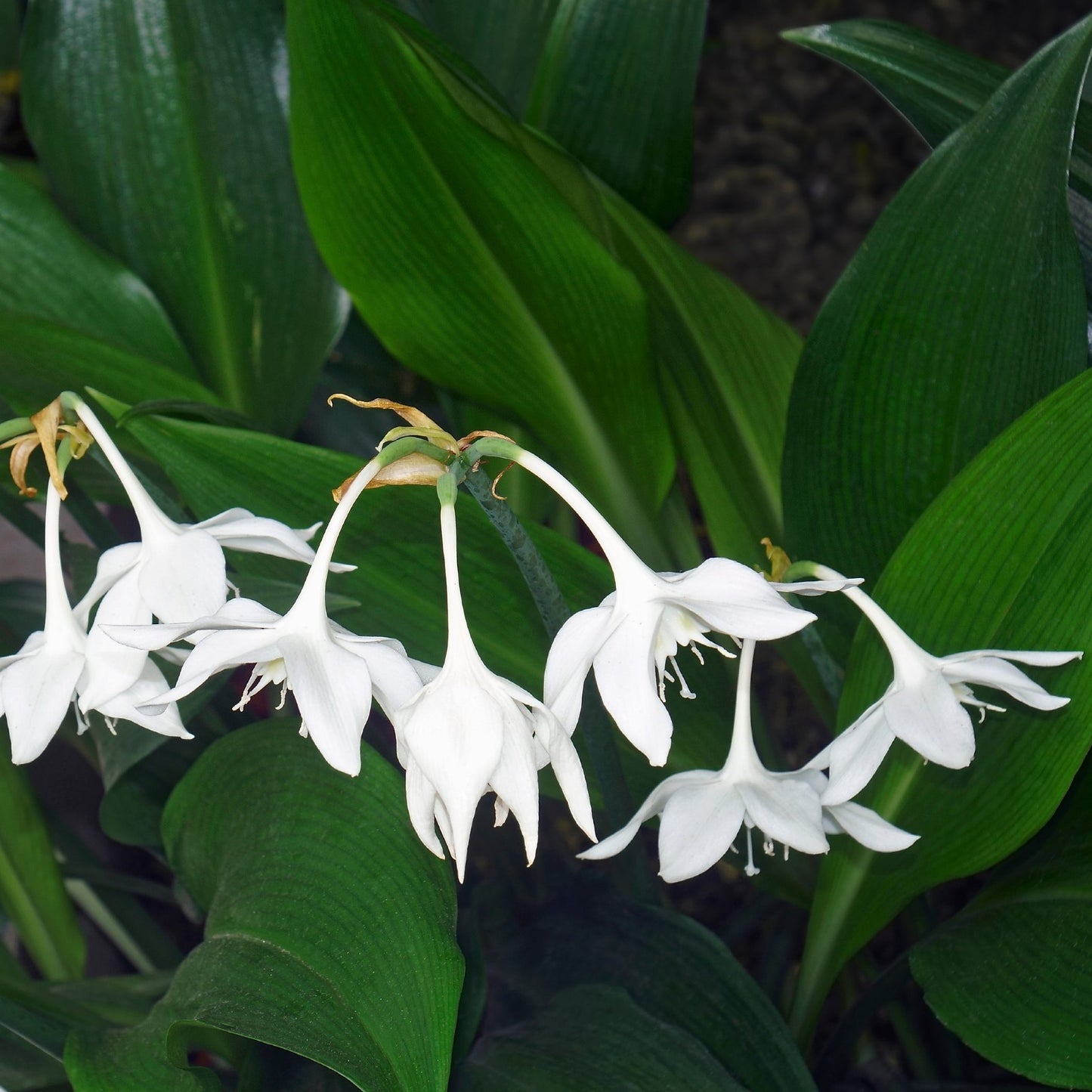 amazon lily blooms with green foliage