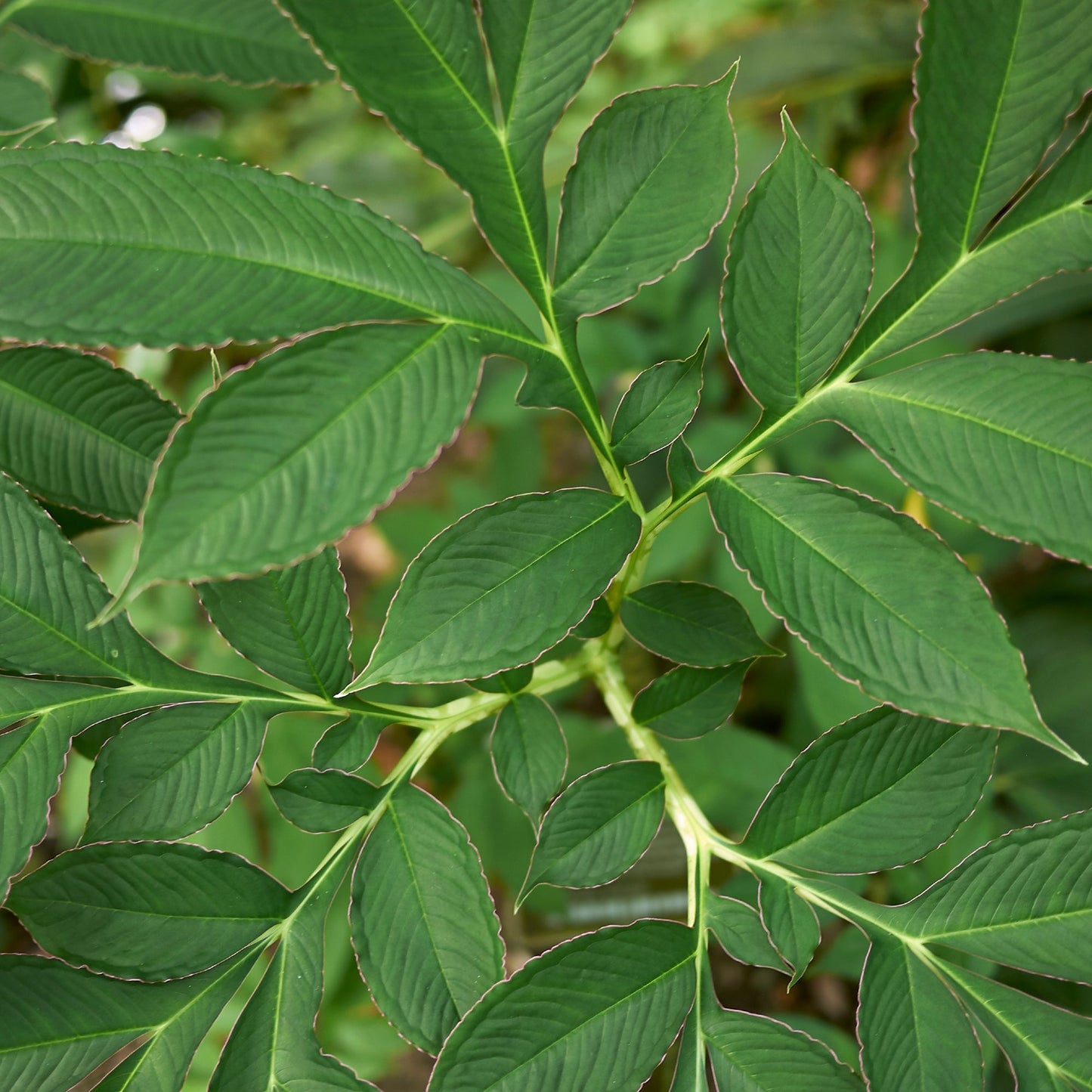 Pink Voodoo Lily bulbifer green foliage
