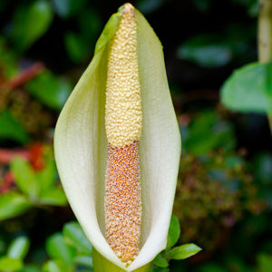 The Prominent, Bold Bloom of the "Napalensis" Voodoo Lily