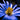 Anemone Blanda Flowers Blue