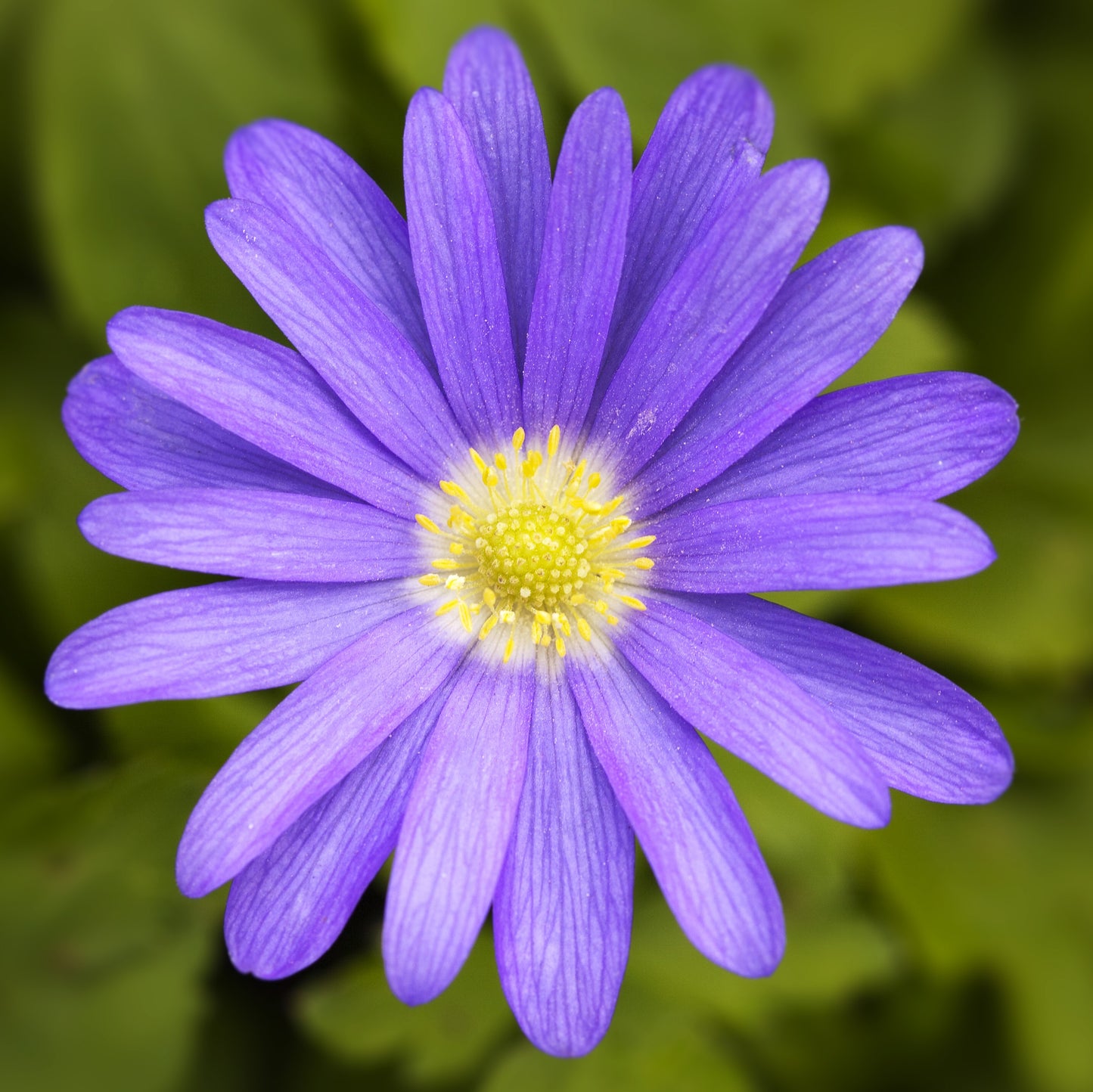 Blue Anemone Blanda Flower