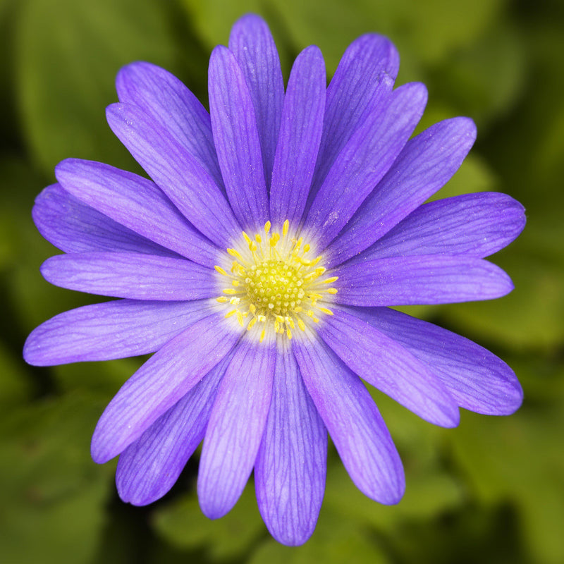 Blue anemone blanda flowers