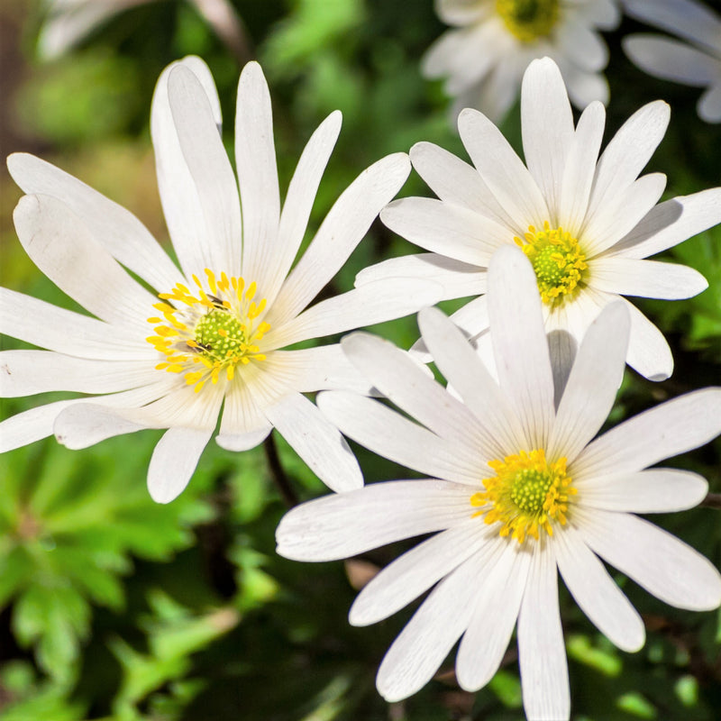 White Anemone Flowers Blooming