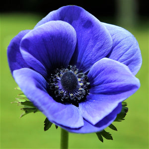 The bold "Blue Poppy" Anemone with a striking black eye