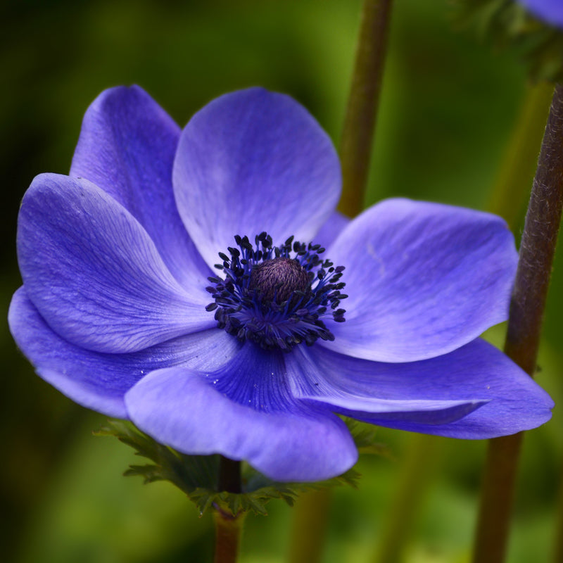 A beautiful violet blue bloom with lots of visual punch