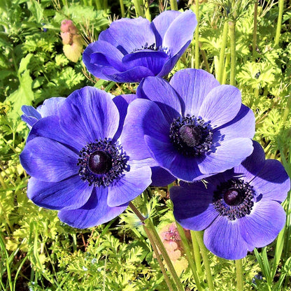 A cluster of attention-stealing "Blue Poppy" Anemones
