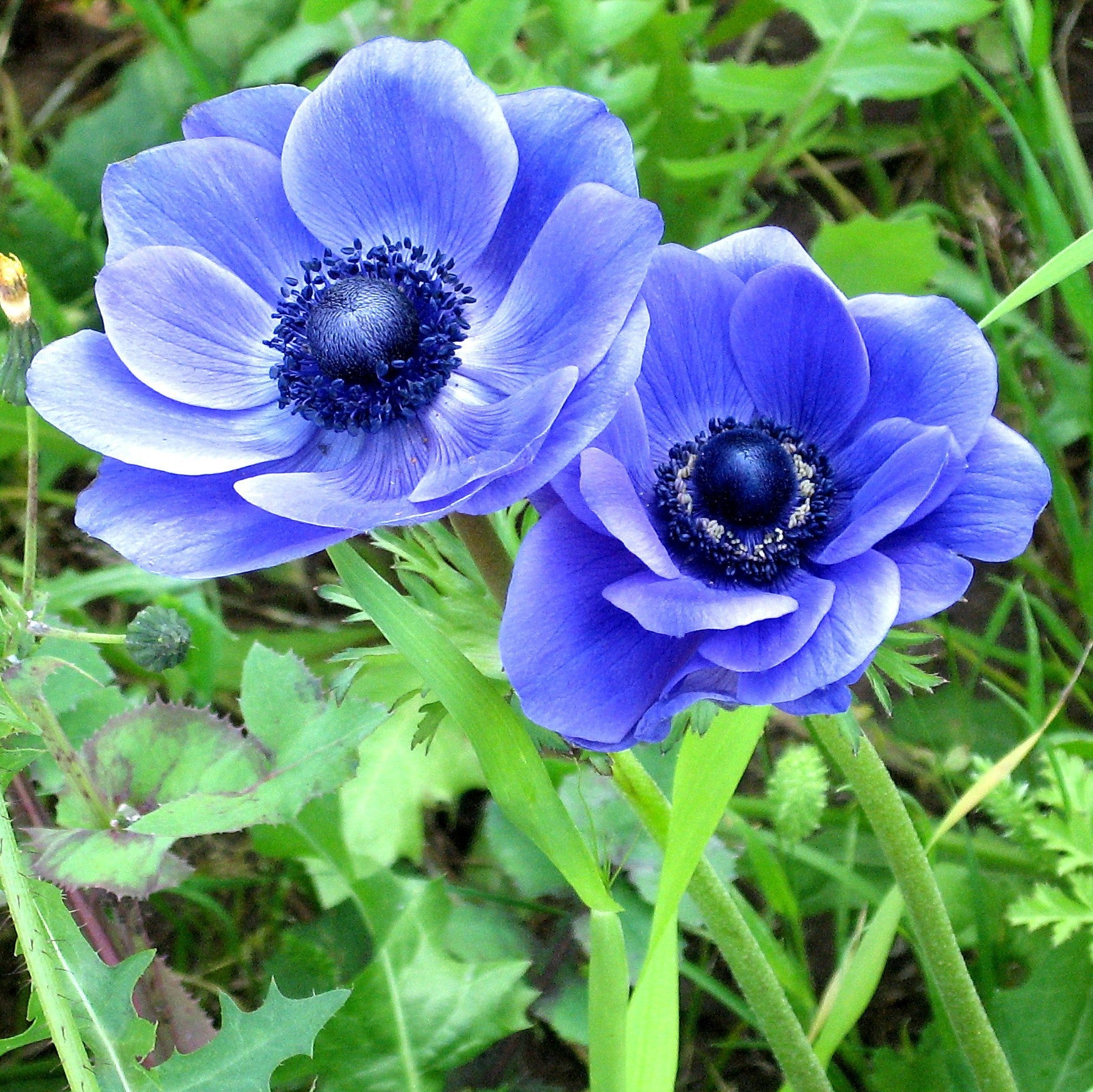 A pair of beautiful "Blue Poppy" Anemones