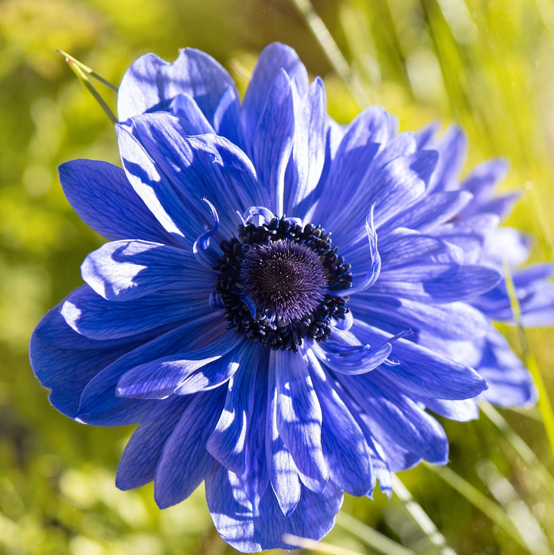 Double Blue Anemone Flower