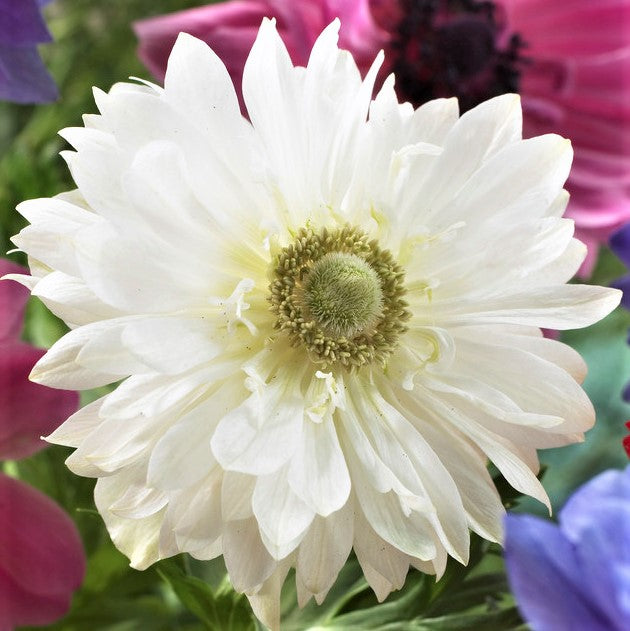 Double White Anemone Flower | Mount Everest