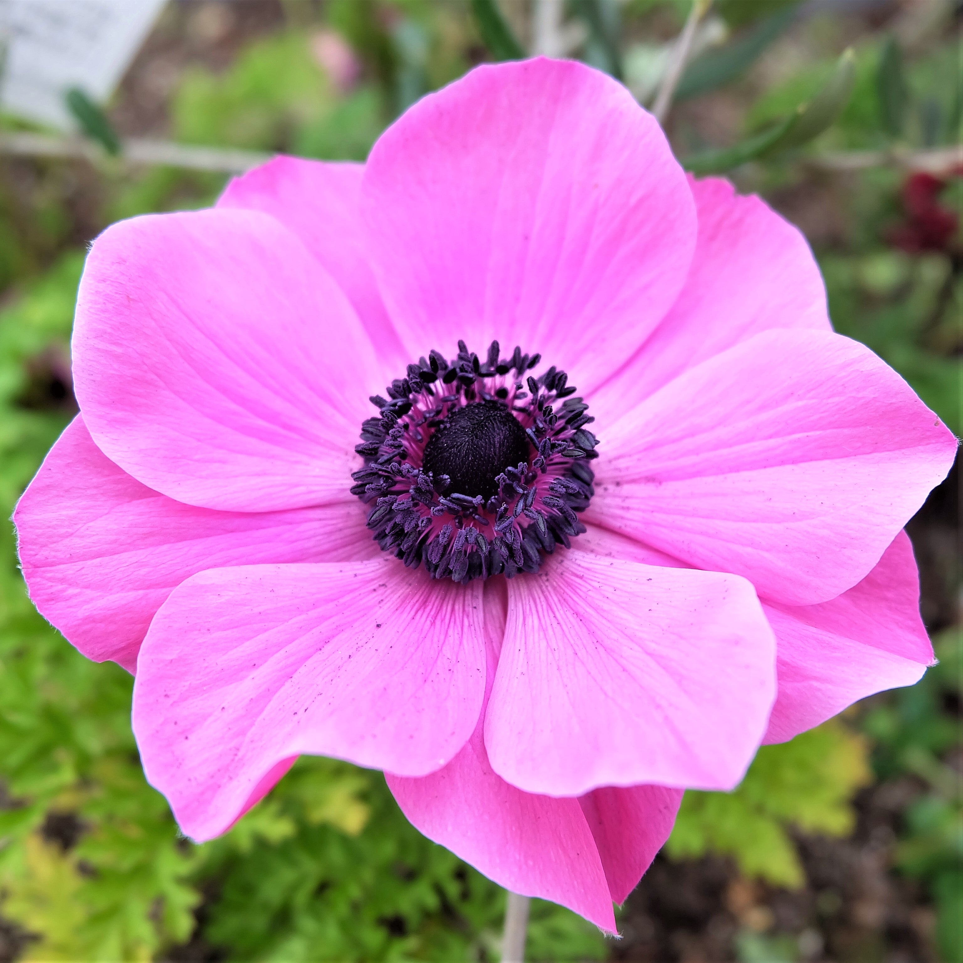 Anemone Bulbs Pink Anemone with Black Center – Easy To Grow Bulbs