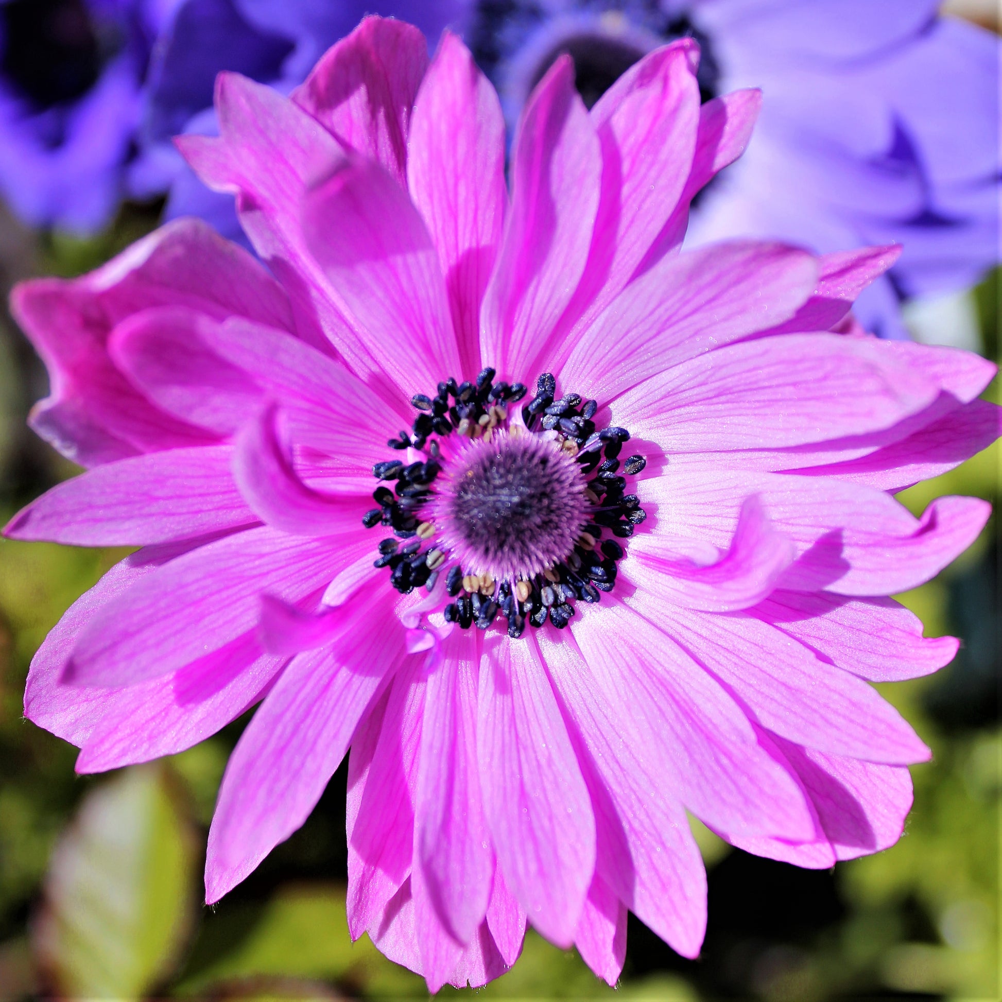 Double Pink Anemone Flower | The Admiral