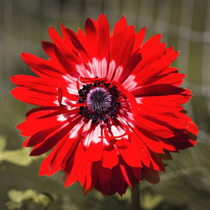 Bright Red Anemone | The Governor
